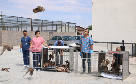 Tedavi ve rehabilitasyonu tamamlanan 60 kuş doğaya salındı