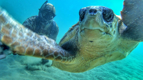 Rekortmen dalgıç, denizin dibinde caretta caretta ile selfie çekti