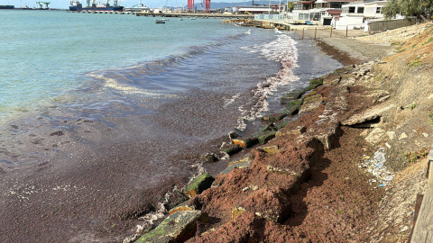 Tekirdağ sahilini kırmızı yosun kapladı