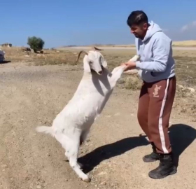 ANKARA - Barınaktan çalınan keçiler, kasapta kesilmiş bulundu (VİDEO EKLENDİ)